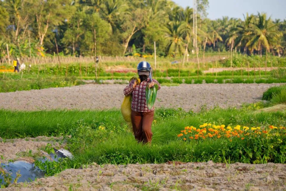 Gạo thơm mới xay