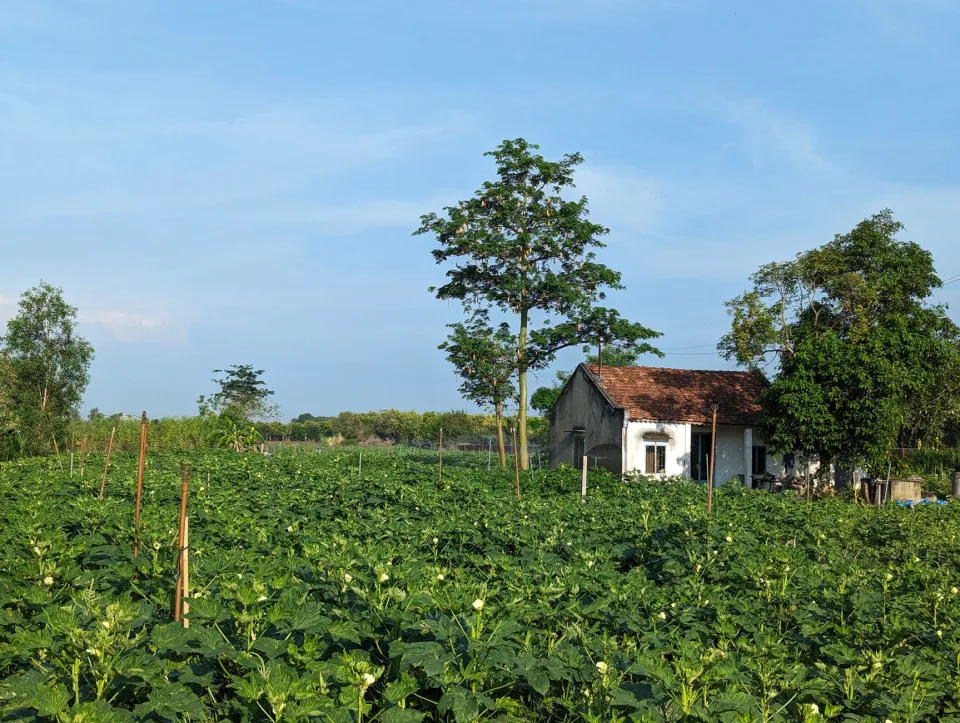 Khu ươm cây giống