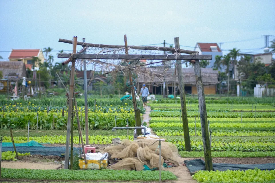 Luống rau bị sâu — nhổ bỏ và cải tạo đất — sau